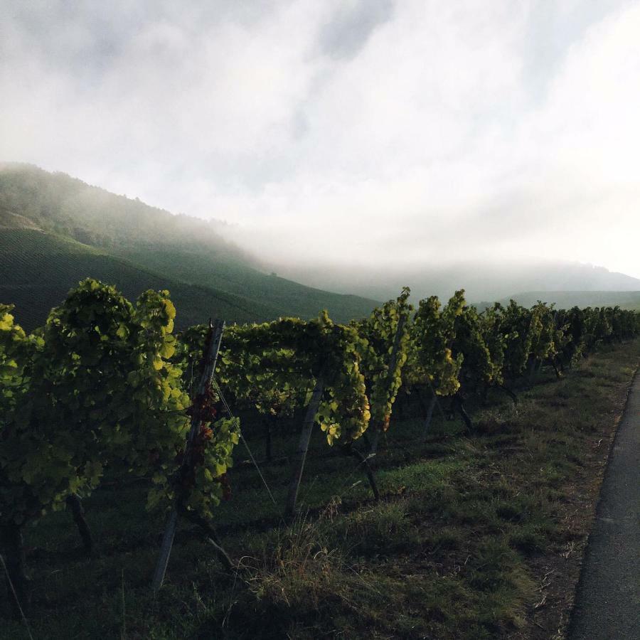 Weingut Gaestehaus Weigand イプホーフェン エクステリア 写真
