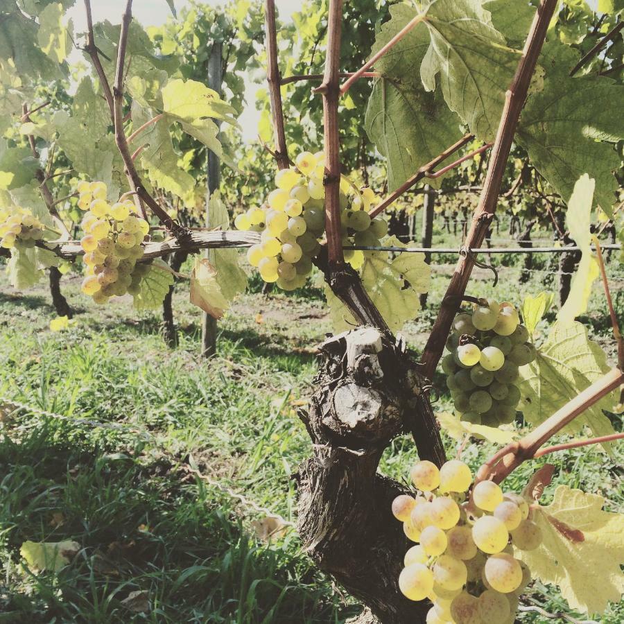 Weingut Gaestehaus Weigand イプホーフェン エクステリア 写真